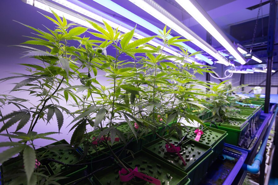 Recommended Grow Light Strips for Seedlings and Small Plants
