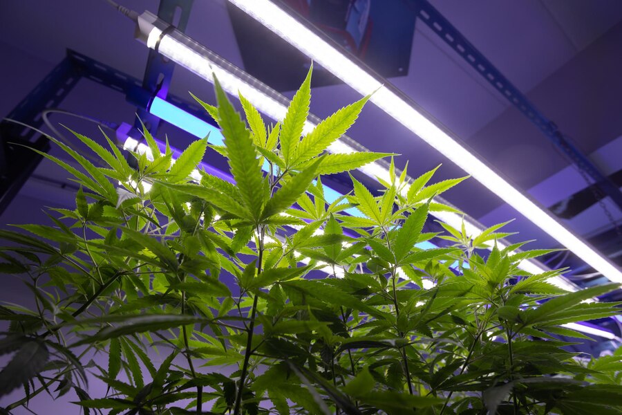 Examining the Lifespan and Durability of LED Grow Light Strips