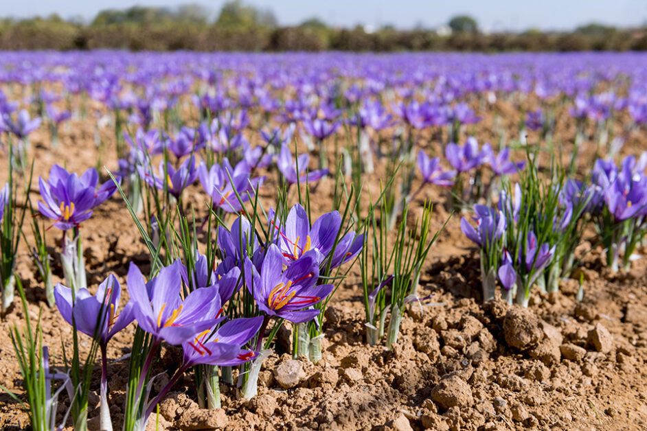 Ideal Climate and Soil Conditions for Saffron Cultivation
