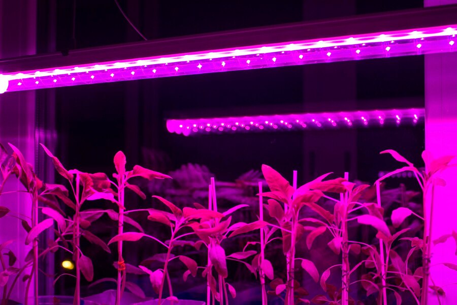 Fluorescent Grow Lights: Pros and Cons