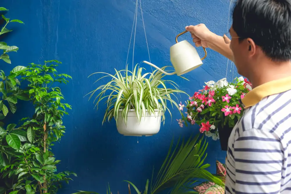 Watering Spider Plants: Finding the Right Balance of Moisture