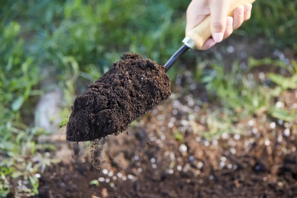 The Role of Drainage in Potting Soil