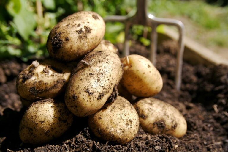 Harvesting Potatoes: Unearthing Tasty Tubers