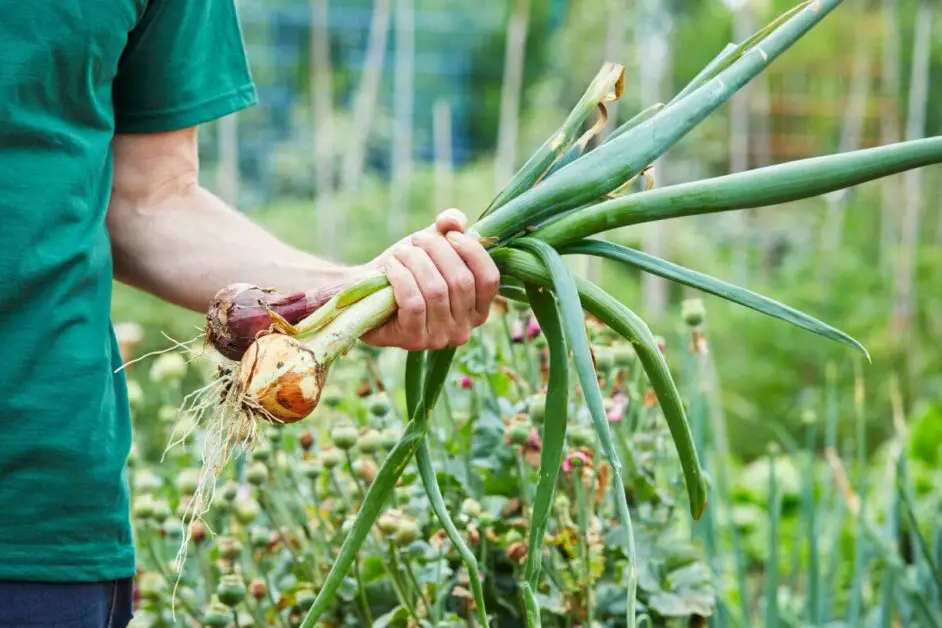 Timing the Harvest of Revived Green Onions for Maximum Flavor