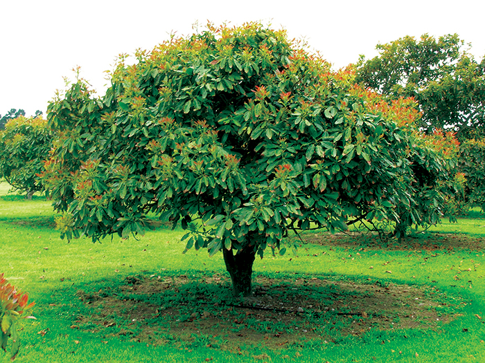 Choosing the Best Hass Avocado Tree Variety for Your Home