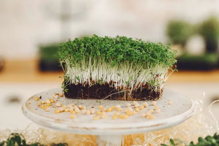 How to Grow Microgreens Faster and Healthier with These Hydroponic Growing Mediums