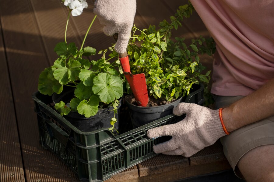 Maintaining Proper Lighting for Healthy growing herbs 