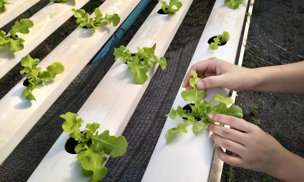 Selecting the Right growing Herbs for Hydroponic Cultivation