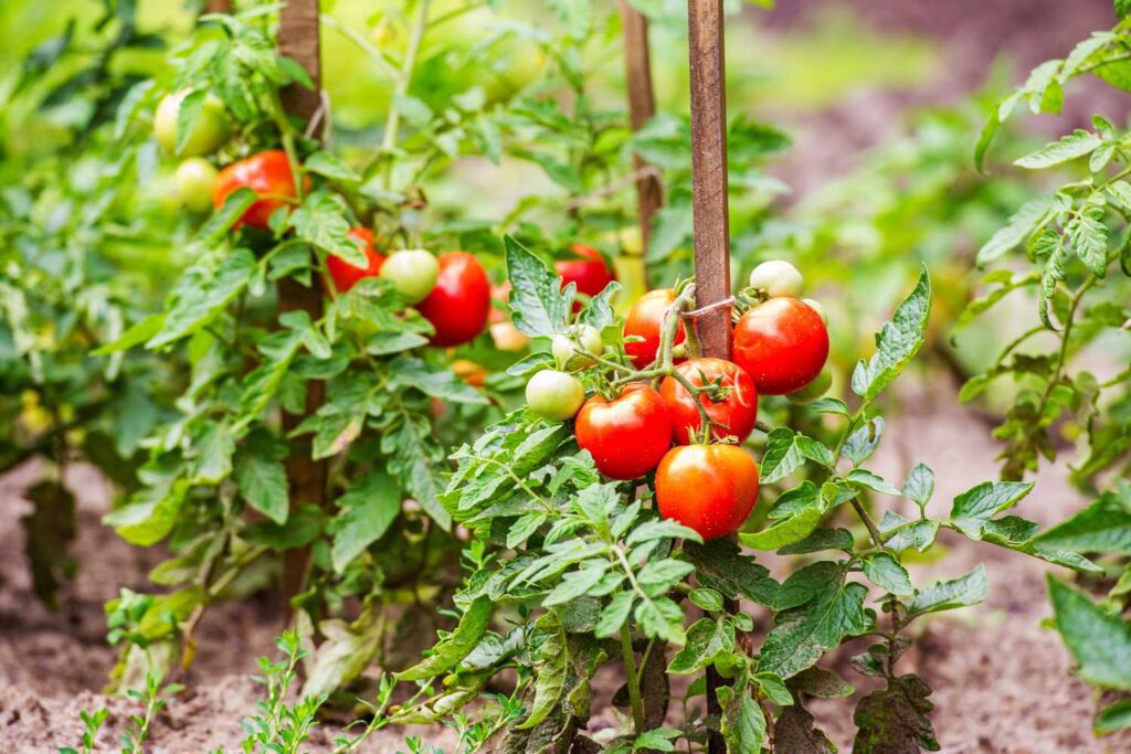 Understanding the importance of proper spacing in tomato growth
