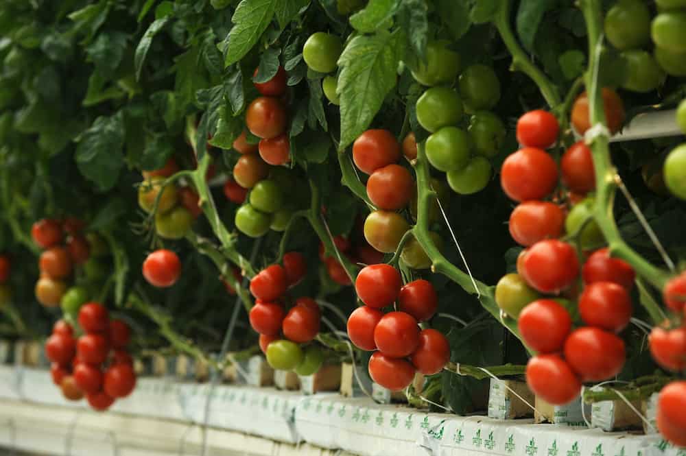 Understanding the concept of companion planting and its application in tomato spacing