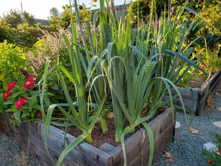 Leeks: A Sustainable and Eco-Friendly Vegetable