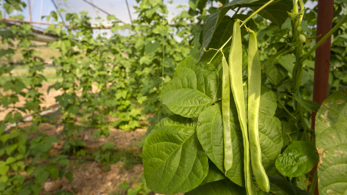 Understanding the Basics of Pole Beans: A Comprehensive Guide