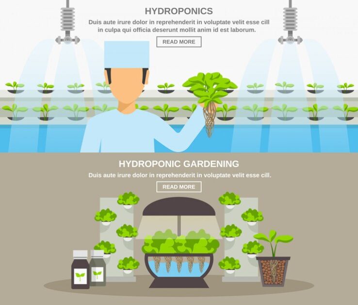 The Benefits Of Hydroponics For Plant Cultivation