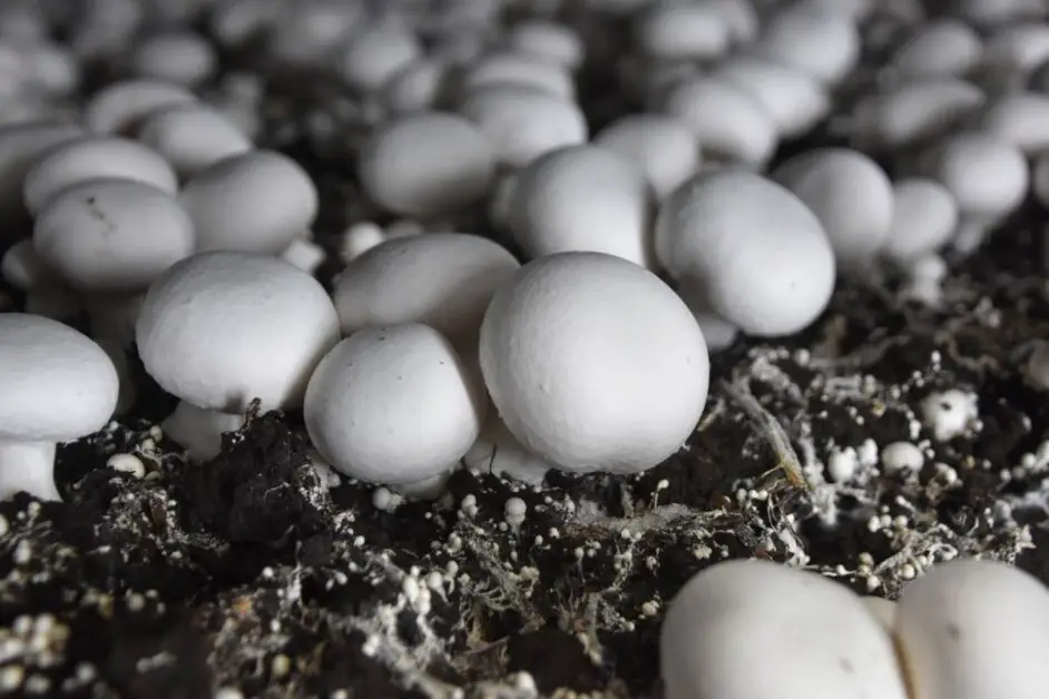 What are Hydroponic Mushrooms and Why Grow Them?