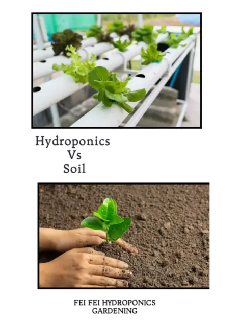 hydroponic vs soil : is hydroponics better than soil?