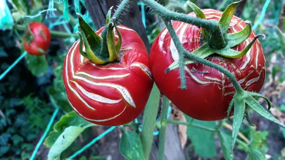 How to Protect Tomatoes from Extreme Weather Conditions
