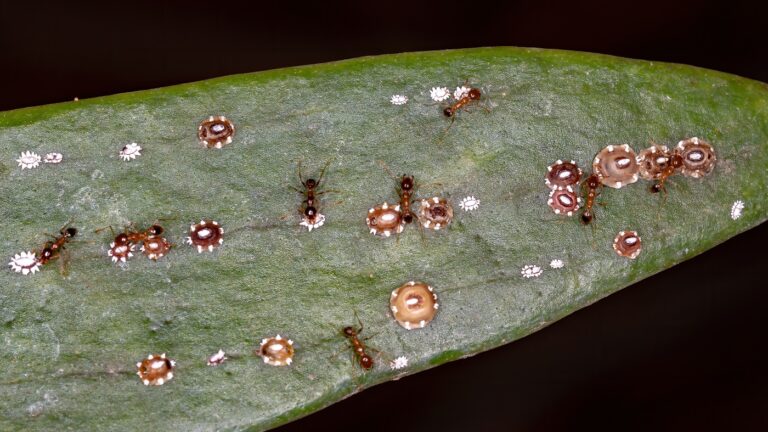How to Banish Scale Insects: 5 Effective Ways to Manage and Stop These Pests from Your Plants