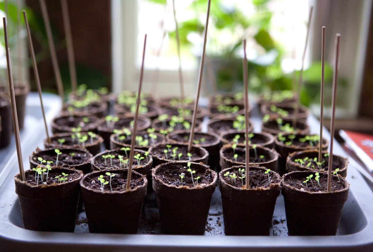 Cell Planting Method Seed Planting Guide: Quantity Per Hole, Pot, or Cell? - South Elmonte ...