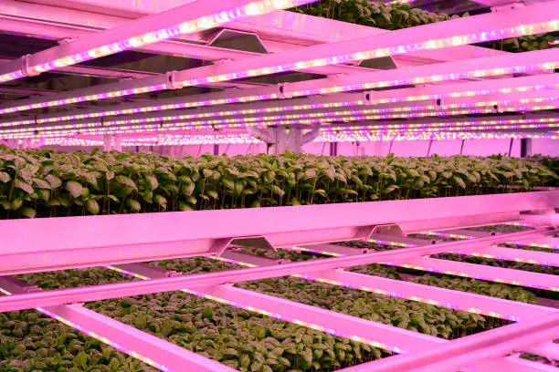 How Grow Light Colors Influence Your Hydroponic Plant Growth and Which Ones to Use