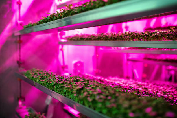 Grow Light Setup: How to Set Up and Position Your Grow Lights for Ideal Lighting and Coverage