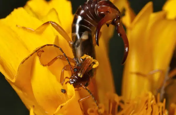 Proper Moisture Control: Minimizing Earwig Favorable Conditions in Your Garden
