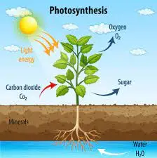 The Science Behind CO2 and Photosynthesis.