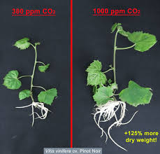 Understanding the Importance of CO2 Levels for Plant Growth