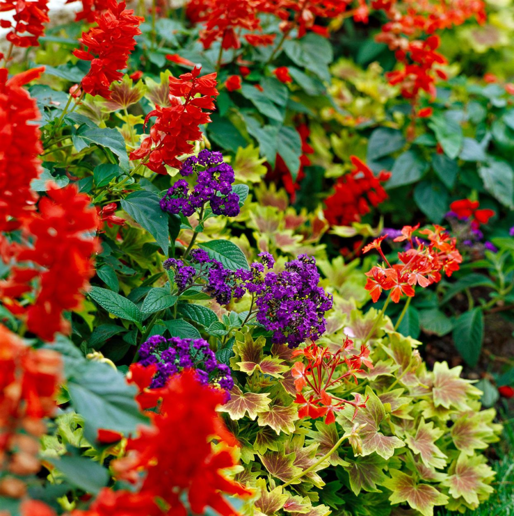 Aesthetics and Variety: The Color and Bloom Options of Annuals.