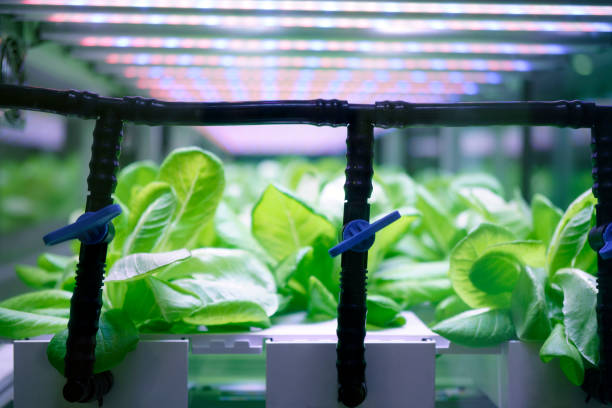 Understanding the Importance of Lighting in Hydroponic Spinach Cultivation