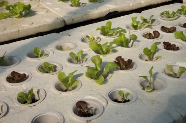 harvesting Spinach: Timing and Techniques for Optimal Flavor and Nutrition