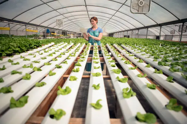Exploring the Factors that Influence Plant Compatibility in Hydroponic Systems