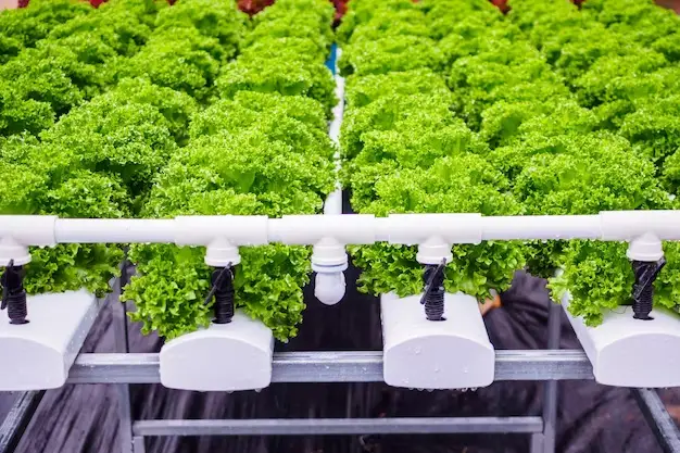 Maximizing Space Utilization: Pairing Plants with Different Growth Rates