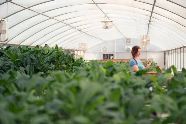 The Ultimate Guide to Cultivating Hydroponic Kale
