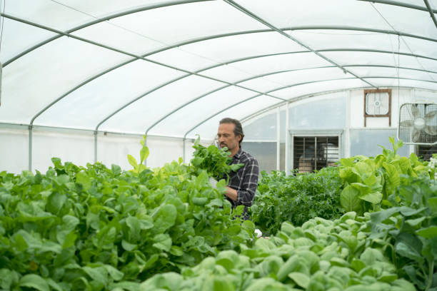 Setting Up Your Hydroponic System for Kale Cultivation