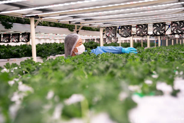  Monitoring and Maintaining pH Levels in Hydroponic Kale Cultivation