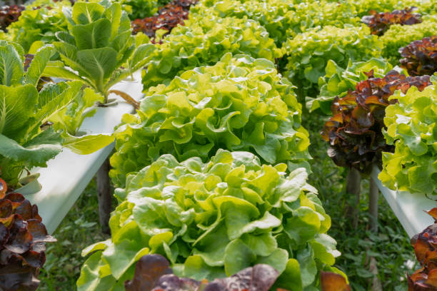 Harvesting and Storing Hydroponic Kale
