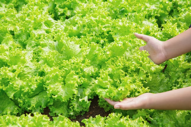 Preventing and Managing Pests and Diseases in Hydroponic Kale