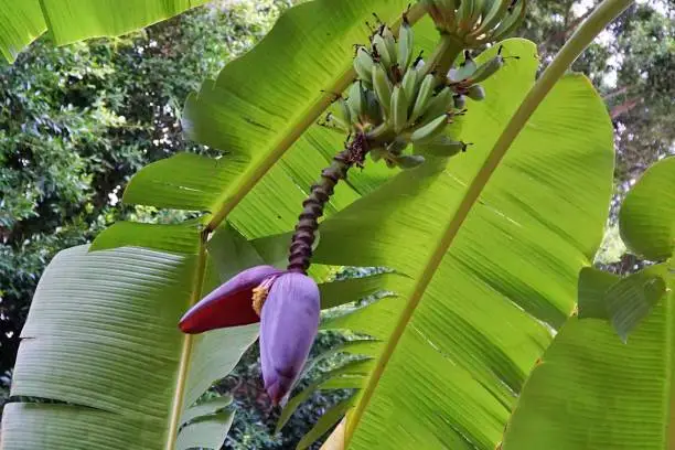 The History and Origin of the Blue Java Banana