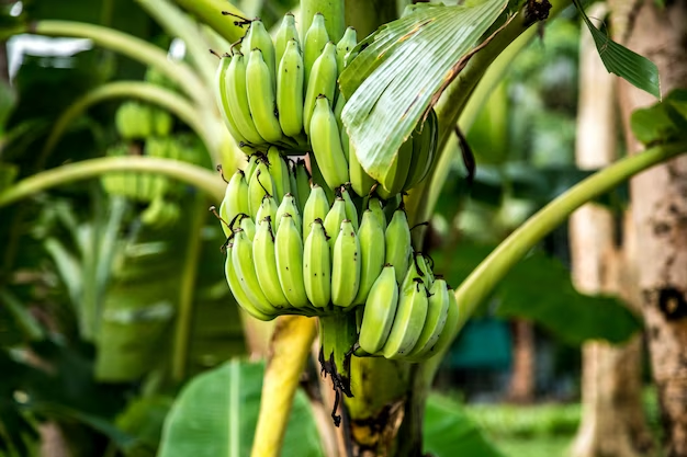 Understanding the Climate and Soil Requirements for Blue Java Banana Cultivation