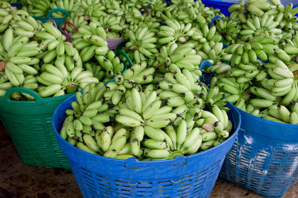 The blue java banana