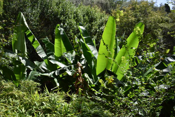 Harvesting and Post-Harvest Handling of Blue Java Bananas