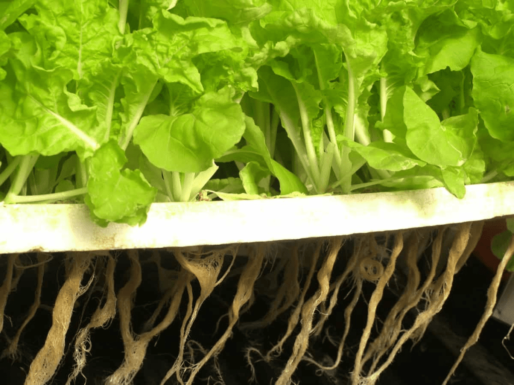 The Role of pH in Nutrient Uptake for Hydroponic Vegetables & Herbs.