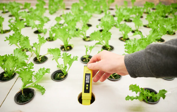 How EC Levels Impact Nutrient Availability in Hydroponic Systems.