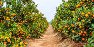 Citrus Fertilizer: A Comprehensive Guide to Using It Effectively
