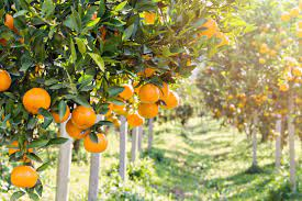 he Importance of Watering Practices in Citrus Fertilization.