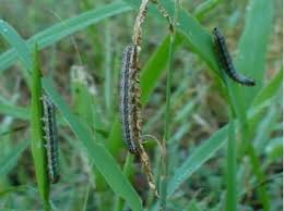 Eradicating Army Worms to Protect Your Garden