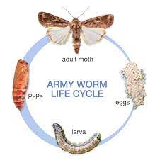 Understanding the Life Cycle of Army Worms.
