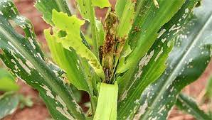 The Impact Of Army Worms On Plants And Crops.