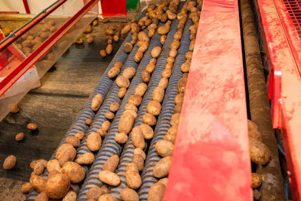 Storing Freshly Harvested Potatoes