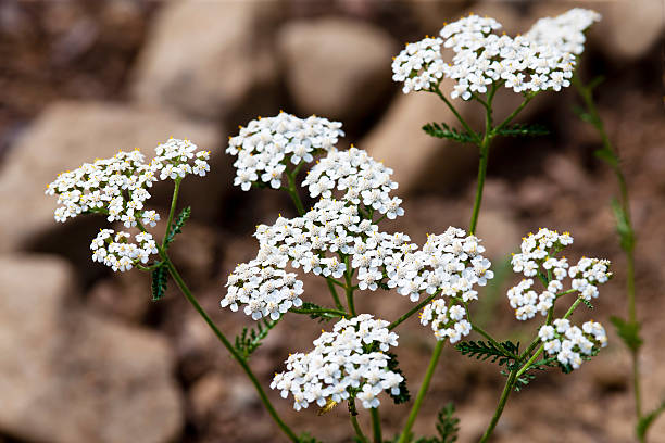 Selecting the Perfect Location for Your Yarrow Plants